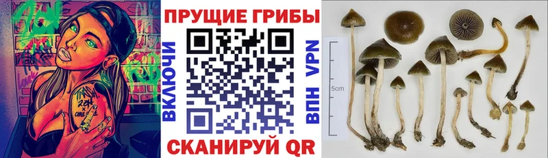 Псилоцибиновые грибы прущие грибы  гидра рабочий сайт  Порхов 
